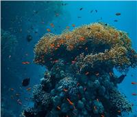 ارتفاع درجة حرارة المحيطات تسبب في اختفاء 14٪ من الشعاب المرجانية 