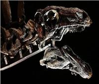 اكتشاف أقدم ديناصورفي العالم بالمغرب.. عمره 168مليون سنه 