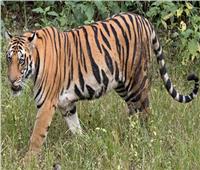 الببر البنغالي أكبر القطط البرية الموجوده في العالم