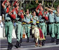 «الماعز» تميمة حظ الأسبان.. تشارك في العرض العسكري لليوم الوطني