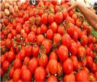 توصيات هامة لمزارعي الطماطم لتجنب الإصابة بالآفات