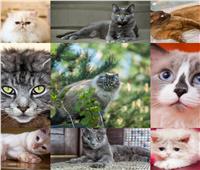  صور| أكثر القطط الكسولة حول العالم