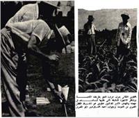 خلال الحرب العالمية.. خبير ألماني ينقذ القطن المصري بعد تحكمه في الجو    