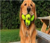 دخول كلب موسوعة جينيس .. «حمل أكبر عدد من كرات التنس بفمه»
