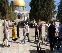 81 مستوطنًا إسرائيليًا يقتحمون المسجد الأقصى