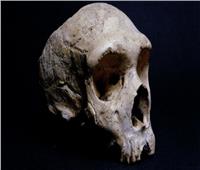 إعادة بناء أول جمجمة إنسان «نياندرتال» في هولندا| فيدي