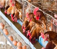 الفتوى والتشريع: محطة إنتاج البيض بالخانكة لا تخضع للضريبة على العقارات