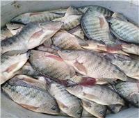 استقرار أسعار الأسماك في سوق العبور 19 أكتوبر.. والبلطي بـ22 جنيها