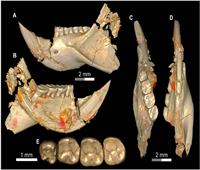 «الفأر السفروت».. اكتشاف جديد عاش في مصر قبل 34 مليون عام