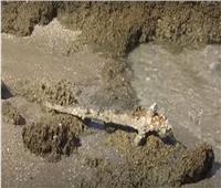 غواص يعثر على سيف عمره نحو 900 عام يعود للحقبة الصليبية| فيديو