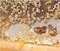 عسـل النحل| المبيدات أخطر الأعداء.. والعشوائية تؤدي لانخفاض الإنتاج