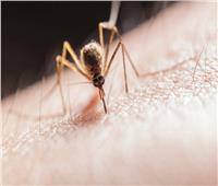 اكتشاف مهم قد يوقف انتشار «الملاريا» عبر خداع البعوض.. تعرف عليه 