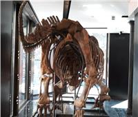 بمبلغ ضخم ..بيع هيكل الديناصور «بيج جون» في باريس   
