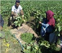 وفد من الأمم المتحدة يزور المزارعين ويناقش تقدم مشاريع التنمية الريفية في مصر