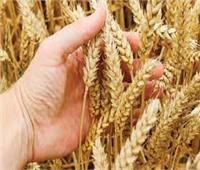 «البحوث الزراعية» تكشف تفاصيل الأصناف الجديدة من القمح عالية الجودة والإنتاجية..فيديو