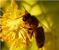 «الزراعة»: مصر الأولى عالميًا في صادرات «طرود النحل»| خاص