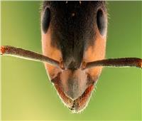 علماء: النمل يكشف سبب تقلص دماغ الإنسان