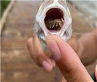 واقعة غريبة.. العثورعلى حشرة داخل فم سمكة تأكل طعامها 