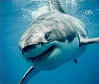 دراسة.. هجمات القرش الأبيض على البشر «خطأ في تحديد الهوية»