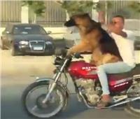 كلب يقود دراجة نارية على طريق سريع .. فيديو
