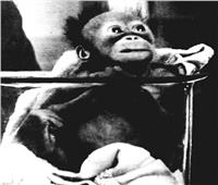 القردة «دليلة» تتلقى عرضاً للتمثيل فـى السينما