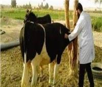  علاج 1218 وتلقيح 97 رأس ماشية خلال إجراء التحصينات الدورية بالبحيرة