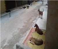 حملات لمواجهة الكلاب الضالة بمدينة السادات