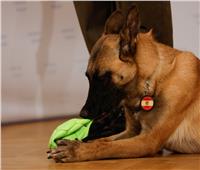 الجيش النمساوي ينجح في تدريب «كلاب» للكشف عن فيروس كورونا.. صور