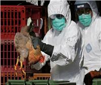 الدنمارك تعلن تفشي إنفلونزا الطيور في مزرعة للديوك الرومية