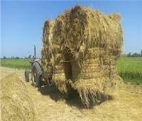 «الزراعة»: 356 ألف طن قش الأرز في 306 مراكز تجميع على مستوى الجمهورية