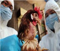أمجد الحداد: ظهور إنفلونزا الطيور في بعض الدول الأوروبية | فيديو 