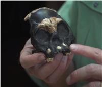 اكتشاف متحجرات «جمجمة طفل» داخل كهف في جنوب إفريقيا| فيديو