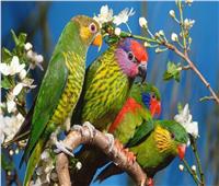 دراسة توضح تأثير«تغريد الطيور» على صحة البشر