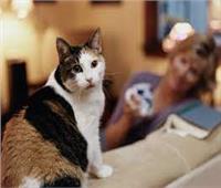 دراسة: القطط تستخدم الإشارات الصوتية لتحديد موقع صديقها