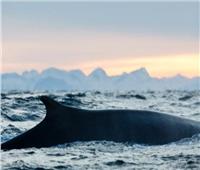 بعد 3 سنوات اختفاء .. «الحوت الأحدب» يظهر على سواحل مرسى علم| صور