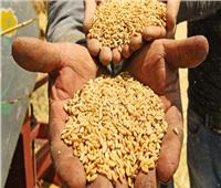 ننشر حيثيات حكم البراءة في قضية تسوس القمح بهيئة الزراعة 