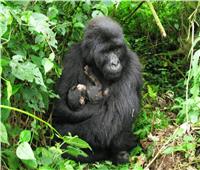 ولادة اثنين من الغوريلا المهددة بالانقراض في الكونغو