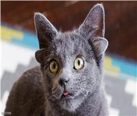 «ميداس».. قطة حولتها «جيناتها» لنجمة على السوشيال ميديا