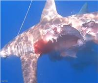 «تأكل بعضها».. فيديو يرصد سلوكيات غريبة لأسماك القرش