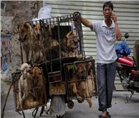 رئيس كوريا الجنوبية يحظر استهلاك أكل لحوم الكلاب      