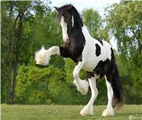 أجمل خيول العالم.. أبرزهم حصان «الدلماسي والغجري»