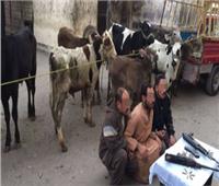 اعترافات «محبوس» تقود الشرطة لضبط لصوص الماشية بكفر الشيخ