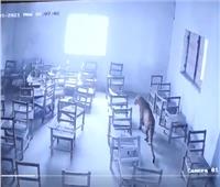 تلميذ يتعرض لهجوم من نمر داخل أحد الفصول الدراسية في الهند| فيديو  