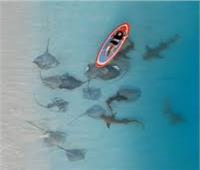 أسماك القرش والراي اللساع تنتظر «سهوة» فتاة نائمة على لوح تزلج لتلتهما