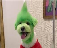 احتفالاً بعيد الميلاد.. مربية تصبغ شعر كلبها «الجرو» باللون الأخضر | صور  