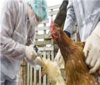 تحصين 190 ألف طائر بالشرقية ضد انفلونزا الطيور