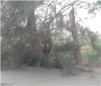 بسبب الرياح.. سقوط شجرة ضخمة بكفرالزيات وإغلاق شارع بطنطا 