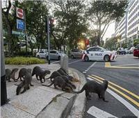 «ثعالب متوحشة» تهاجم عجوز بريطاني في حدائق سنغافورة النباتية| صور   
