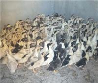 محافظ البحيرة: مشروع تربية البط يضبط أسعار الطيور بالأسواق
