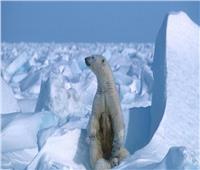 كاميرا «شقية» ترصد مشاجرة بين دبين قطبيين على الجليد | صورة